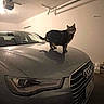 cat, animal, pet, black_cat, car, audi, vehicle, garage, automobile, hood, standing, feline, whiskers, ears, tail, shadow, indoor, parking, portrait, photography