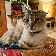 Sky joined the competition — help win amazing prizes! cat, feline, pet, indoor, cushion, collar, bell, living_room, plant, furniture, cozy, home_decor, relaxed, animal, domestic, tabby, resting, cute, whiskers, portrait