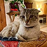 cat, feline, pet, indoor, cushion, collar, bell, living_room, plant, furniture, cozy, home_decor, relaxed, animal, domestic, tabby, resting, cute, whiskers, portrait