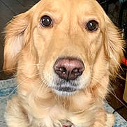 Hazel joined the competition — help win amazing prizes! dog, golden_retriever, pet, canine, indoor, close_up, collar, fur, nose, eyes, animal, mammal, portrait, cute, domestic, face, whiskers, companion, friendly, alert