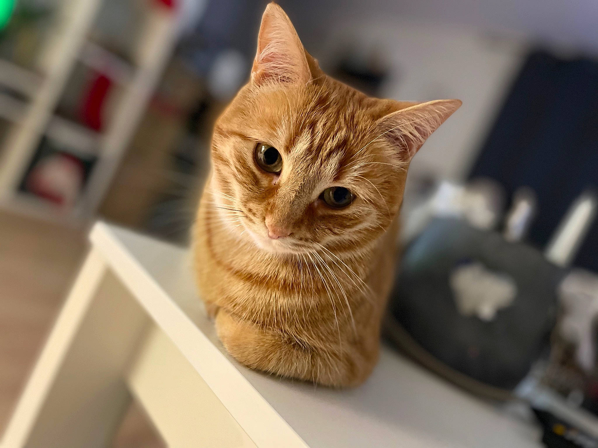 Chachou participe au concours pour gagner de l'argent avec cette photo : carnivore, cat, cat_furniture, cat_supply, claw, desk, domestic_short_haired_cat, eye, fawn, felidae, fur, hardwood, paw, pet_supply, room, shelf, small_to_medium_sized_cats, snout, whiskers, wood