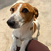Charlie participe au concours pour gagner de l'argent avec cette photo : dog, pet, close_up, brown_and_white, outdoor, paws, curious, looking_up, sunlight, concrete, animal, mammal, friendly, companion, domestic, canine, fur, whiskers, person_leg, affectionate
