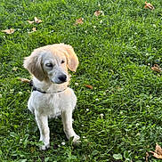 Belle a rejoint le concours — aidez-le/la à gagner de superbes lots ! dog, puppy, golden_retriever, grass, greenery, outdoor, nature, pet, animal, young, sitting, leaf, flora, canine, cute, fur, collar, small_flowers, daylight, portrait