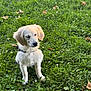 dog, puppy, golden_retriever, grass, greenery, outdoor, nature, pet, animal, young, sitting, leaf, flora, canine, cute, fur, collar, small_flowers, daylight, portrait