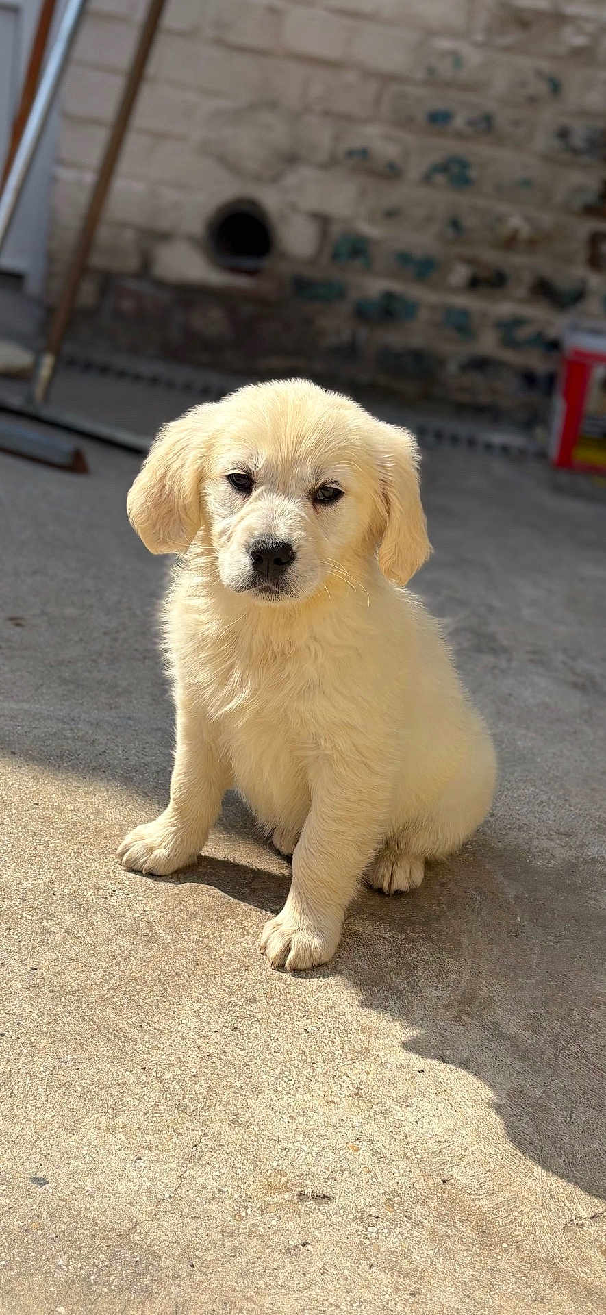 Belle