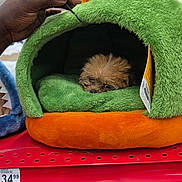 Brownie is registered to the contest to win money with this photo: animal, cozy, cute, dog, fur, green, hand, indoor, orange, pet_bed, plush, pom_poms, price_tag, puppy, retail, sitting, small_dog, store_shelf, toy, yellow