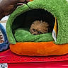 animal, cozy, cute, dog, fur, green, hand, indoor, orange, pet_bed, plush, pom_poms, price_tag, puppy, retail, sitting, small_dog, store_shelf, toy, yellow