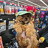 brown_fur, clothing, collar, colorful, cute, dog, fluffy, hand, hat, indoor, leash, person, pet_accessories, pet_store, price_tag, retail, shelf, shopping, small_dog, visor