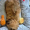 animal, brown, companion, cozy, cushion, cute, dog, fluffy, fur, home, indoor, orange_toy, patterned, pet, red_toy, relaxed, resting, sleeping, soft, toy