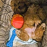 puppy, dog, toy, ball, blue_bone_toy, bed, cushion, patterned_fabric, cozy, relaxed, sleeping_position, fluffy, brown_fur, pet, indoor, cute, small_dog, lying_down, resting, playful