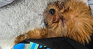 Brownie joined the competition — help win amazing prizes! animal, blanket, brown, closeup, cozy, cushion, dog, fluffy, fur, indoors, patterned, pet, relaxing, resting, sleeping, small_dog, snuggled, soft, towel, wet