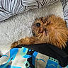 animal, blanket, brown, closeup, cozy, cushion, dog, fluffy, fur, indoors, patterned, pet, relaxing, resting, sleeping, small_dog, snuggled, soft, towel, wet