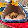 Brownie is registered to the contest to win money with this photo: animal, blanket, brown, comfort, cozy, cute, dog, indoor, pet_bed, plush, puppy, retail, sales, shark_shape, shopping, sleepy, small, soft, store_shelf, toy