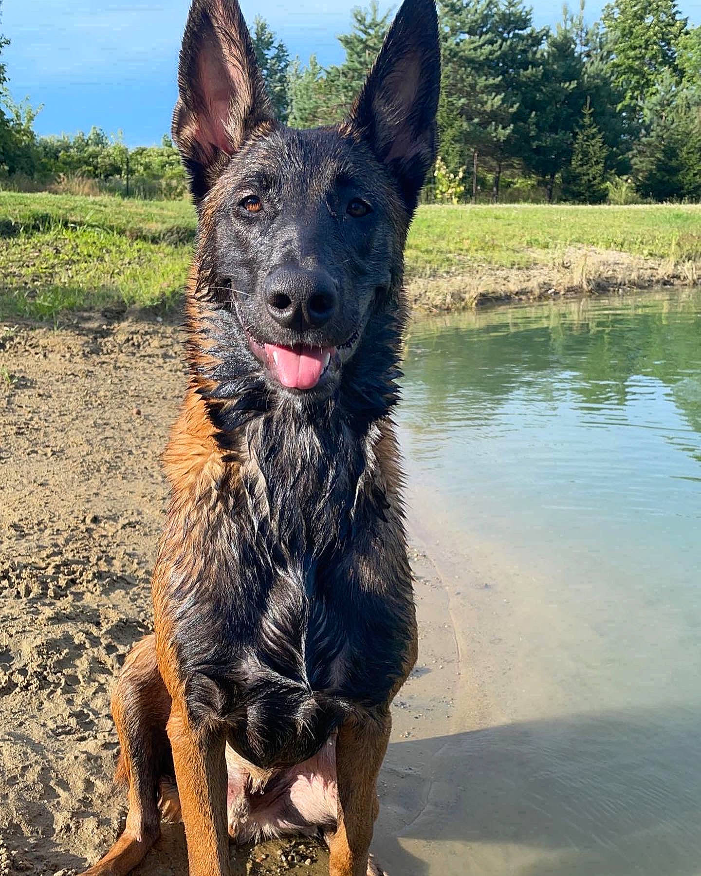 Remmy is registered to the contest to win money with this photo: canidae, carnivore, dog, dog_breed, guard_dog, herding_dog, lacustrine_plain, lake, landscape, plant, reservoir, sky, snout, soil, sporting_group, tree, water, working_animal, working_dog