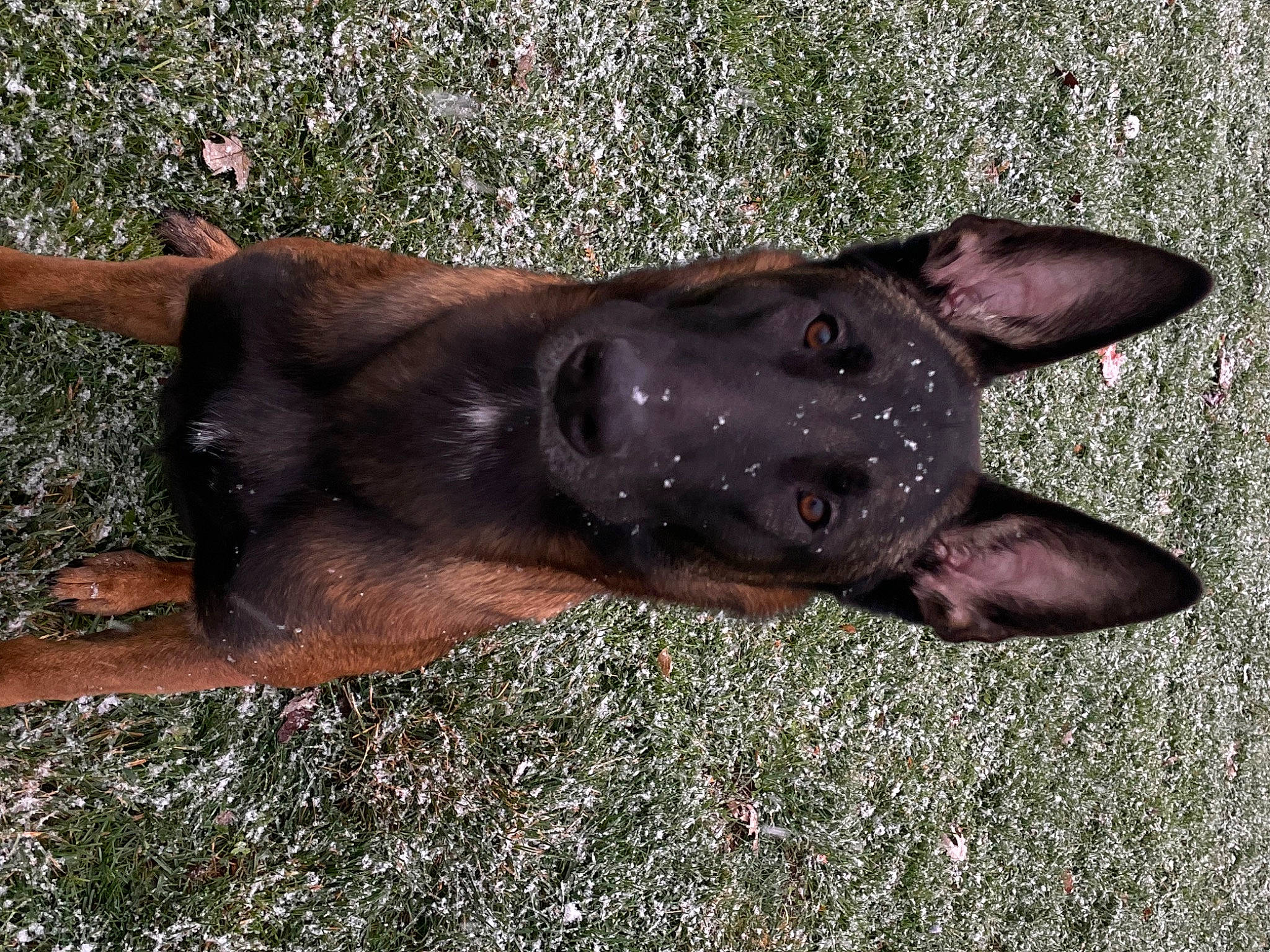 Remmy is registered to the contest to win money with this photo: canidae, carnivore, collar, dog, dog_breed, fawn, grass, guard_dog, liver, non_sporting_group, paw, snout, sporting_group, tail, terrestrial_animal, vertebrate, working_animal, working_dog