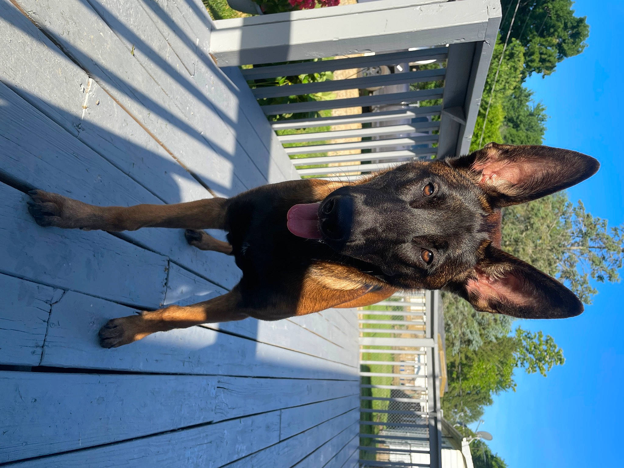 Remmy joined the competition — help win amazing prizes! biting, building, canidae, carnivore, collar, dog, dog_breed, fashion_accessory, fawn, fun, gesture, guard_dog, plant, sky, snout, sporting_group, tree, window, wood, working_animal