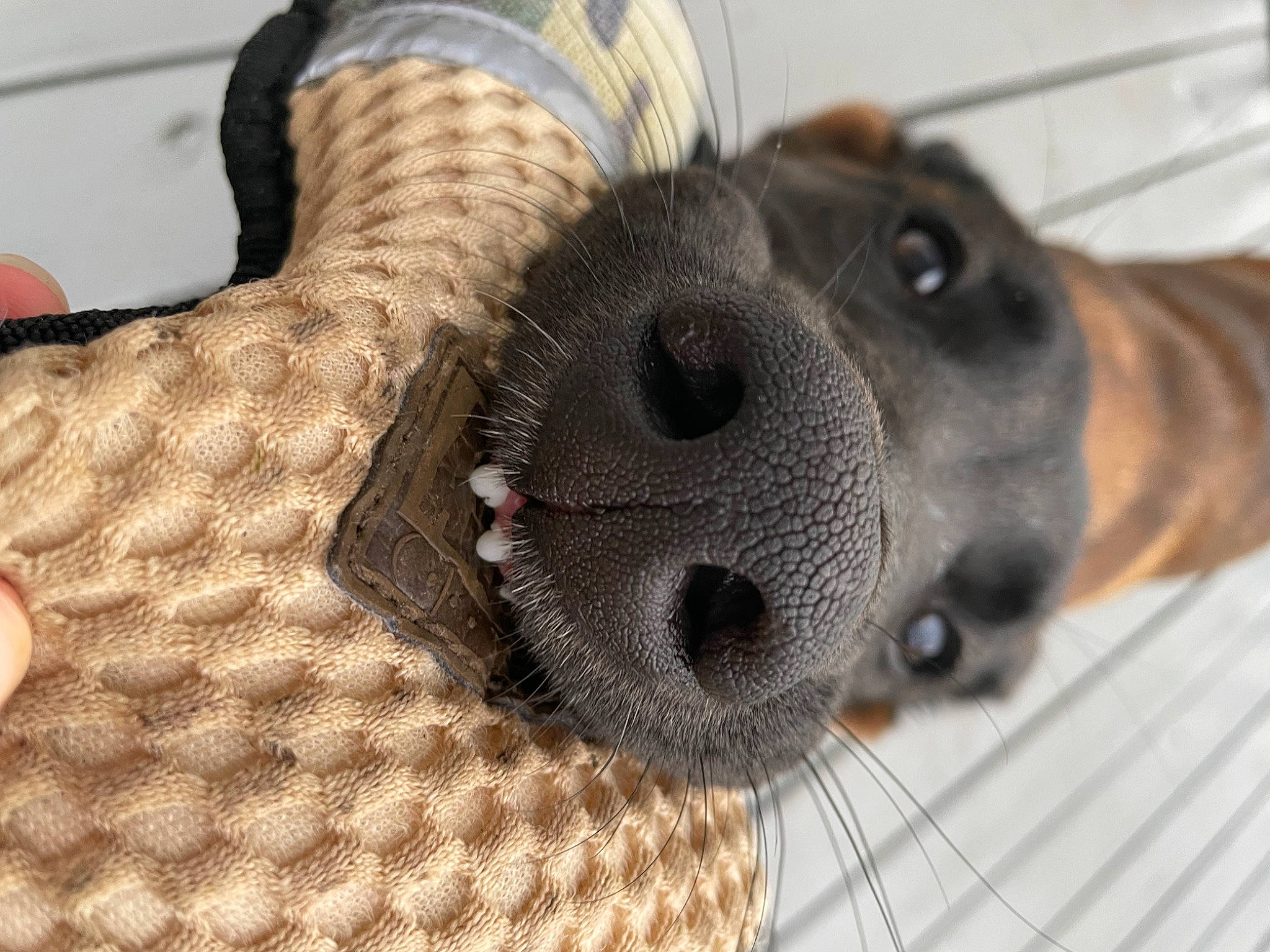 Remmy is registered to the contest to win money with this photo: audio_equipment, carnivore, close_up, collar, comfort, companion_dog, dog, dog_breed, dog_collar, dog_supply, eyelash, fawn, liver, pattern, pet_supply, snout, sporting_group, terrestrial_animal, whiskers, working_animal