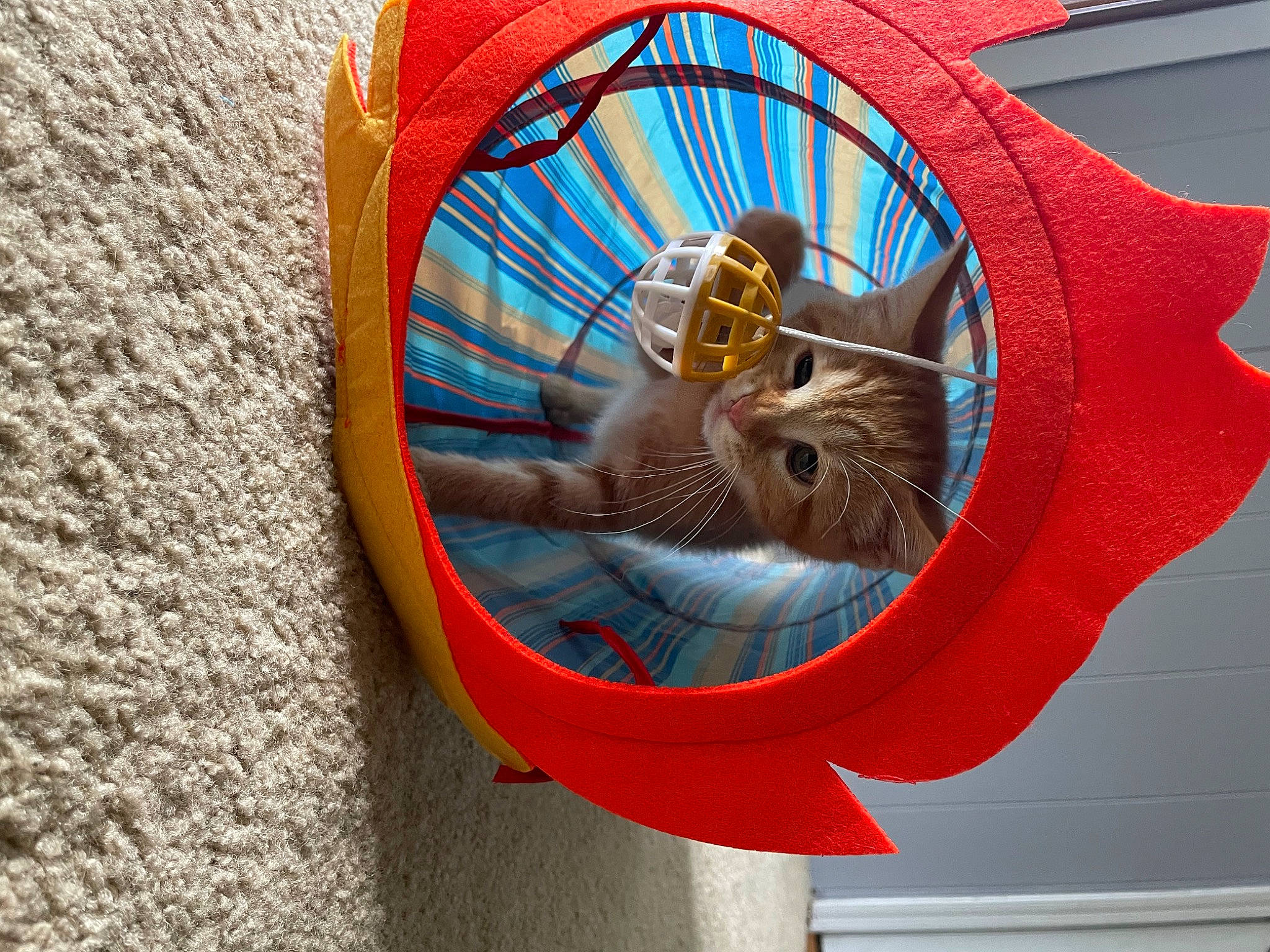 Deena joined the competition — help win amazing prizes! auto_part, automotive_tire, automotive_wheel_system, bicycle_tire, carnivore, cat, circle, electric_blue, felidae, lifebuoy, mammal, motor_vehicle, orange, rim, small_to_medium_sized_cats, snout, spoke, vertebrate, whiskers, wood
