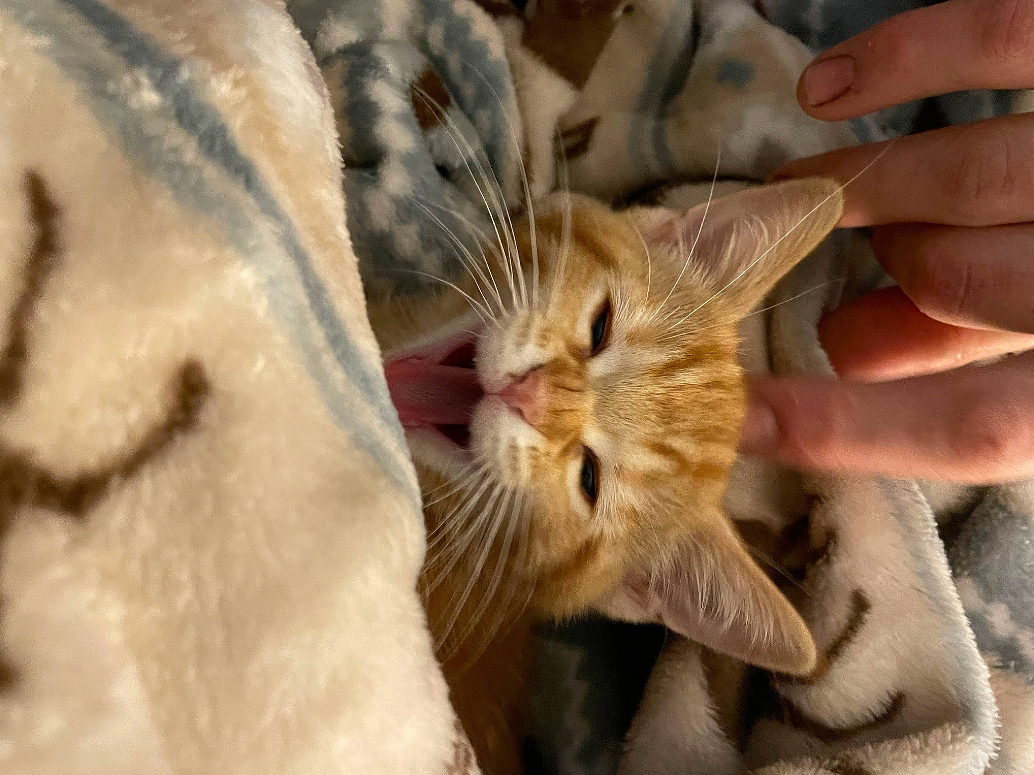 Deena is registered to the contest to win money with this photo: carnivore, cat, close_up, comfort, ear, eye, eyelash, fawn, felidae, finger, fur, gesture, hand, head, nail, plant, small_to_medium_sized_cats, snout, thumb, whiskers