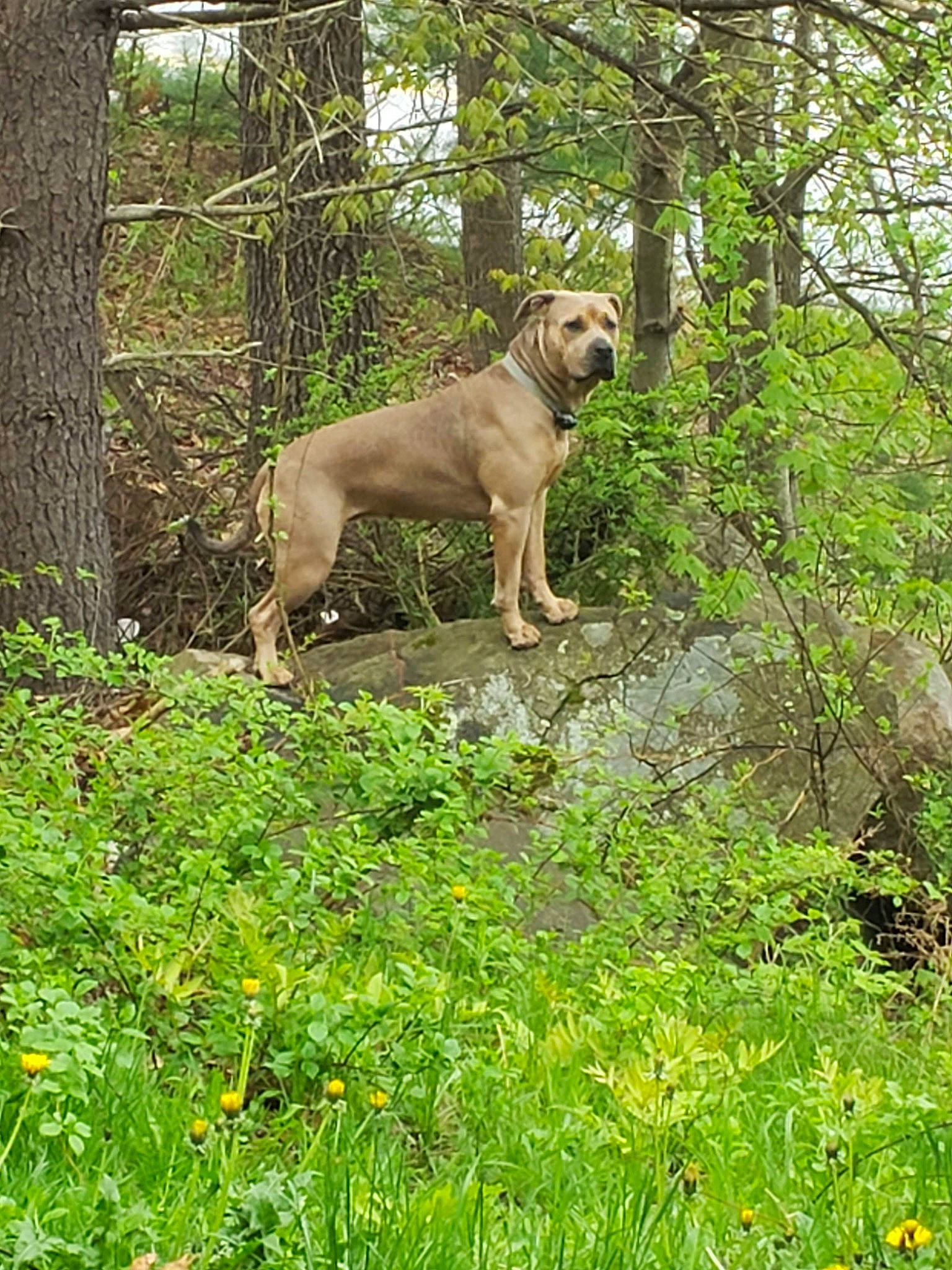 Eden is registered to the contest to win money with this photo: black_mouth_cur, boerboel, canidae, carnivore, dog, dog_breed, fawn, fila_brasileiro, forest, grass, guard_dog, hunting_dog, mammal, perro_de_presa_mallorquin, plant, tree, vertebrate, wildlife