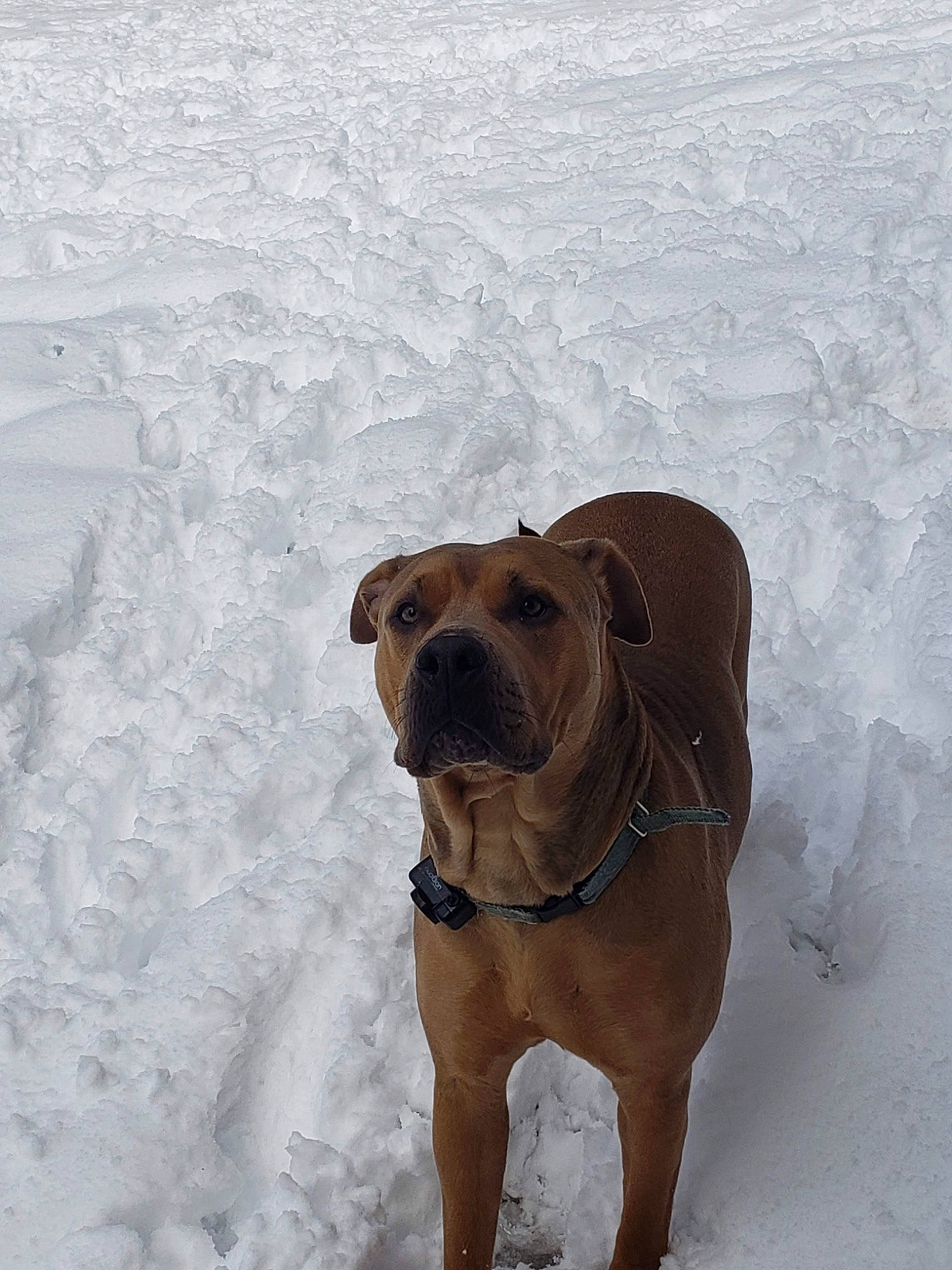 Eden joined the competition — help win amazing prizes! boerboel, broholmer, bullmastiff, canidae, carnivore, dog, dog_breed, fawn, fila_brasileiro, mammal, molosser, non_sporting_group, rare_breed_dog, rhodesian_ridgeback, shar_pei, snout, snow, sporting_group, tosa