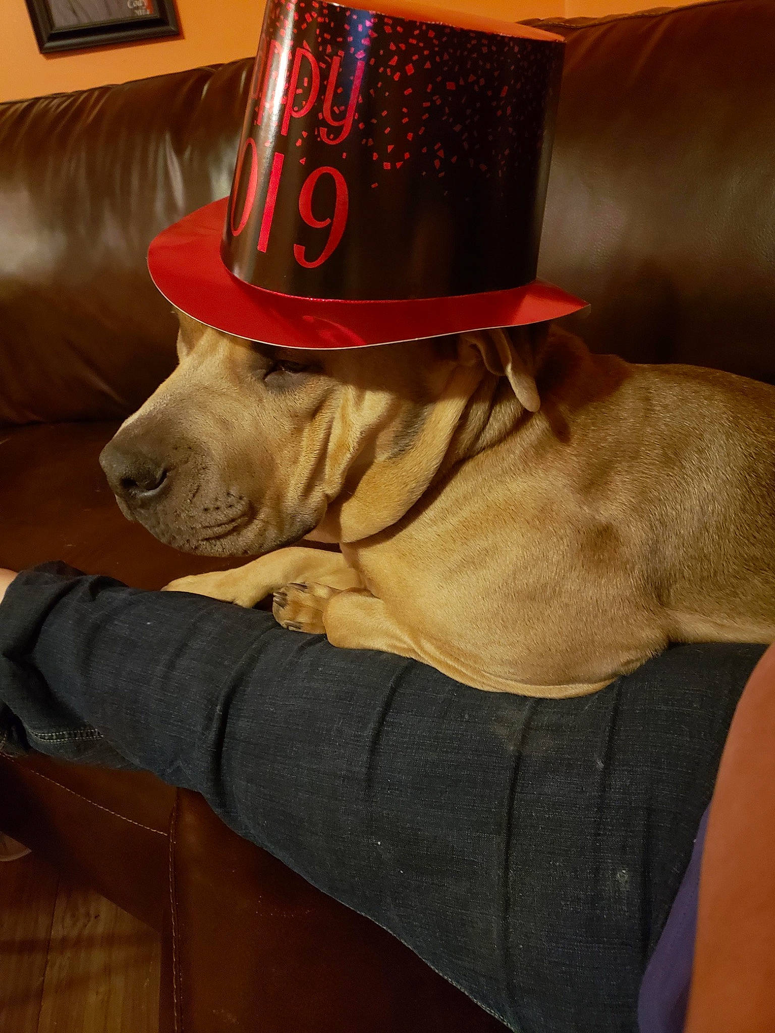 Eden is registered to the contest to win money with this photo: canidae, carnivore, companion_dog, cowboy_hat, dog, dog_breed, fashion_accessory, fawn, fedora, hat, headgear, snout, sporting_group