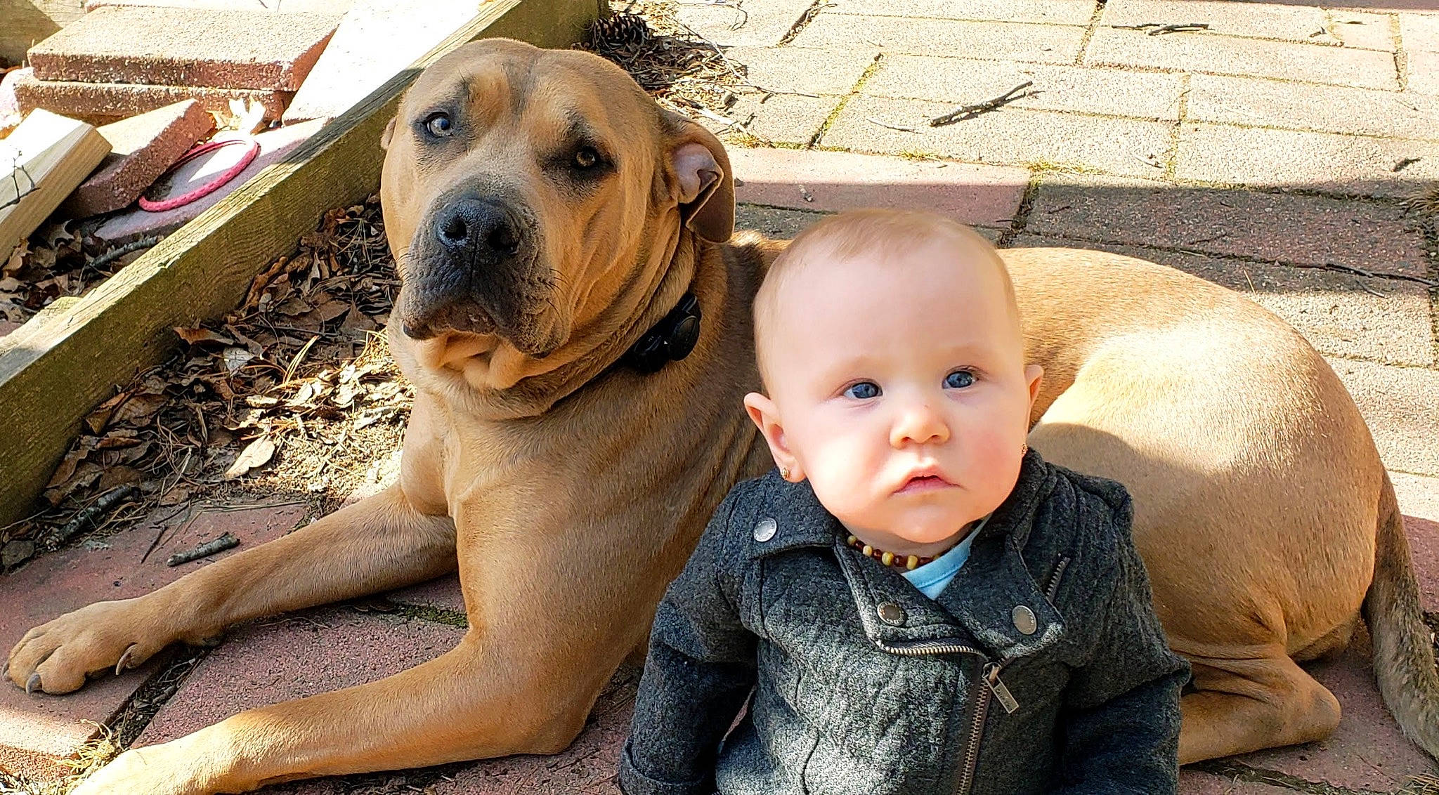 Eden joined the competition — help win amazing prizes! ancient_dog_breeds, boerboel, bullmastiff, canidae, carnivore, child, companion_dog, dog, dog_breed, english_mastiff, fawn, fila_brasileiro, mammal, molosser, perro_de_presa_mallorquin, skin, snout, tosa, vertebrate, wrinkle