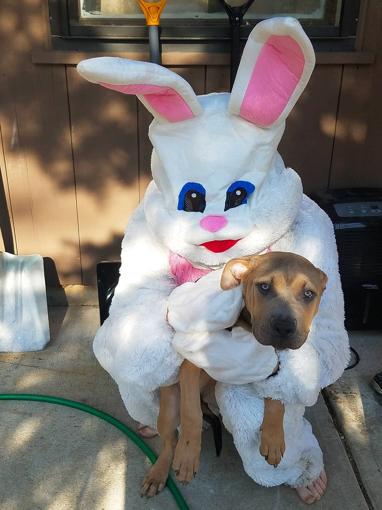Eden joined the competition — help win amazing prizes! domestic_rabbit, ear, easter_bunny, fawn, holiday, rabbit, rabbits_and_hares