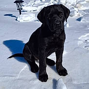 Barkley is registered to the contest to win money with this photo: puppy, dog, black_dog, snow, outdoor, sunlight, shadow, sitting, animal, pet, winter, cute, nature, garden_lantern, fur, young_dog, playful, daylight, cold, adorable