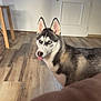 Venom participe au concours pour gagner de l'argent avec cette photo : dog, siberian_husky, blue_eyes, tongue, indoor, wooden_floor, door, table, pet, canine, fur, ears, animal, looking, house, room, domestic, mammal, companion, cute