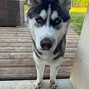 Venom participe au concours pour gagner de l'argent avec cette photo : dog, husky, blue_eyes, outdoor, wooden_deck, muddy_paws, curious, close_up, pet, animal, snout, fur, standing, garden, daylight, canine, portrait, nature, dirty, looking_at_camera