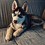 Venom participe au concours pour gagner de l'argent avec cette photo : husky, puppy, dog, blue_eyes, couch, indoor, pet, animal, fur, ears, nose, paw, relaxed, home, living_room, furniture, cute, portrait, laying, mammal