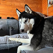 Nasa a rejoint le concours — aidez-le/la à gagner de superbes lots ! dog, husky, pet, animal, indoor, couch, furniture, wooden_wall, blue_eyes, fur, black_and_white, relaxed, portrait, side_view, home, cozy, paw, snout, ears, domestic