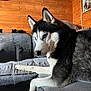 dog, husky, pet, animal, indoor, couch, furniture, wooden_wall, blue_eyes, fur, black_and_white, relaxed, portrait, side_view, home, cozy, paw, snout, ears, domestic