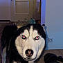 dog, husky, crown, indoor, table, headphones, game_controller, hand, pet, flash, red_eye, floor, door, wall, electrical_outlet, black_and_white, fur, animal, portrait, pet_owner