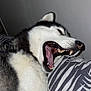 dog, husky, yawning, teeth, tongue, bed, pillow, indoor, pet, animal, sleepy, fur, black_and_white, closeup, mouth, nose, ear, resting, canine, domestic
