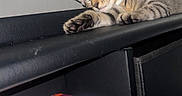 Princess Nyah is registered to the contest to win money with this photo: animal, butterfly_pattern, cat, chair, closed_eyes, cozy, curtain, indoor, kitten, leather_seat, medication_box, paw, pet, pharmaceuticals, photograph, resting, sleeping, striped_fur, tabby, whiskers