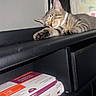 animal, butterfly_pattern, cat, chair, closed_eyes, cozy, curtain, indoor, kitten, leather_seat, medication_box, paw, pet, pharmaceuticals, photograph, resting, sleeping, striped_fur, tabby, whiskers