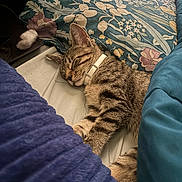 Princess Nyah joined the competition — help win amazing prizes! animal, bed, bedding, bedroom, blanket, cat, collar, cozy, cute, fur, home, indoors, nap, pet, portrait, relaxed, sleeping, snuggled, striped, tabby