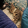 animal, bed, bedding, bedroom, blanket, cat, collar, cozy, cute, fur, home, indoors, nap, pet, portrait, relaxed, sleeping, snuggled, striped, tabby