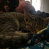 bed, blanket, cat, closed_eyes, cozy, curled_up, ears, floral, furry, home, indoors, nap, peaceful, pet, relaxed, resting, sleeping, striped_fur, tabby, whiskers
