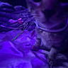 animal, blanket, cat, close_up, dim_lighting, fabric, flower, fur, indoor, kitten, lying_down, nighttime, paws, pet, pink_flower, purple_lighting, relaxed, sleeping, string, whiskers