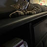 animal, books, cat, collar, cozy, curtain, ears, exercise_equipment, indoor, paws, pet, portrait, relaxed, sleeping, sleepy, striped_fur, tabby_cat, treadmill, whiskers, window