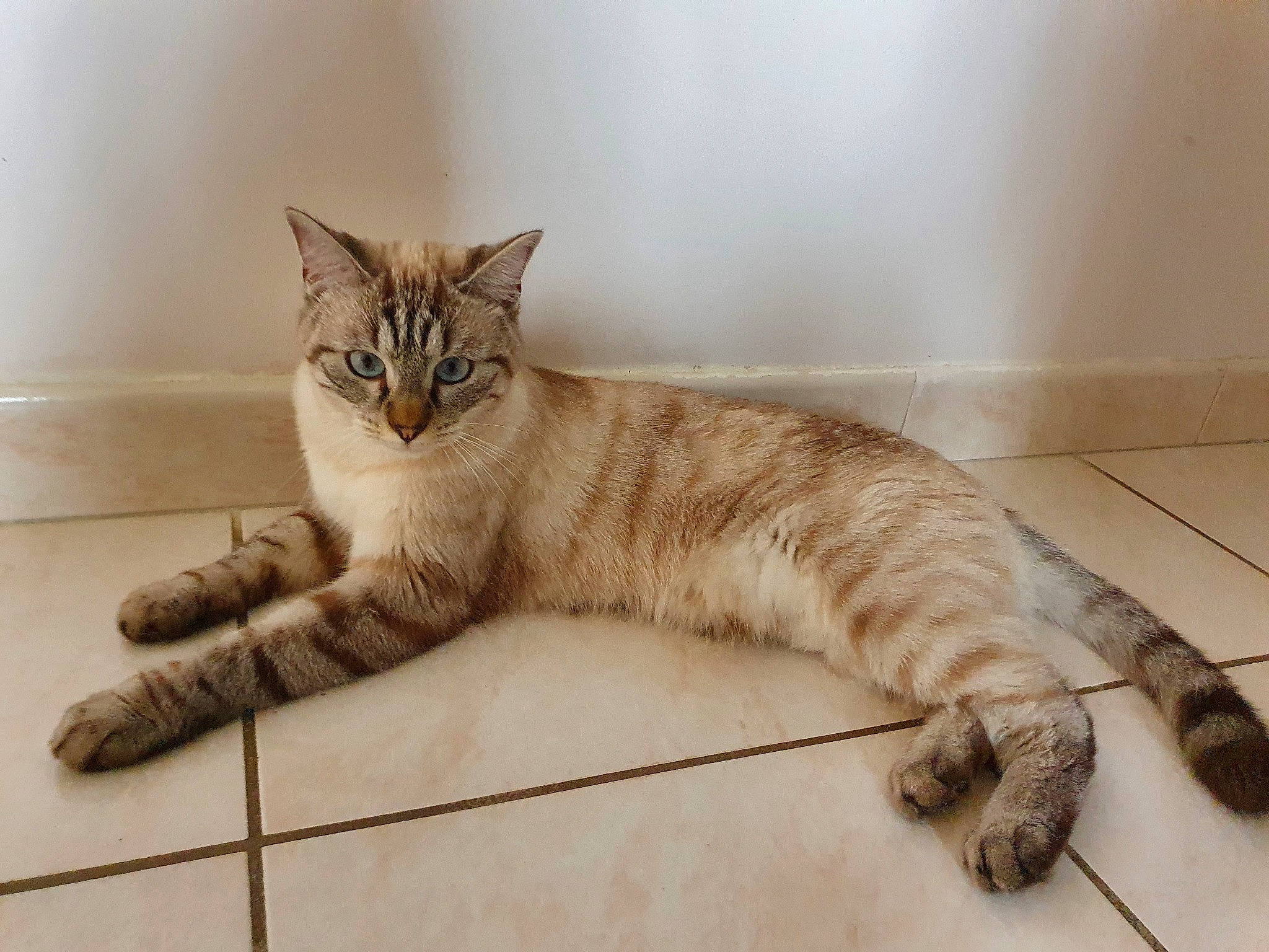 Kalia participe au concours pour gagner de l'argent avec cette photo : aegean_cat, american_shorthair, arabian_mau, asian, australian_mist, bengal, carnivore, cat, domestic_short_haired_cat, dragon_li, european_shorthair, felidae, mammal, paw, pixie_bob, small_to_medium_sized_cats, tabby_cat, tail, vertebrate, whiskers