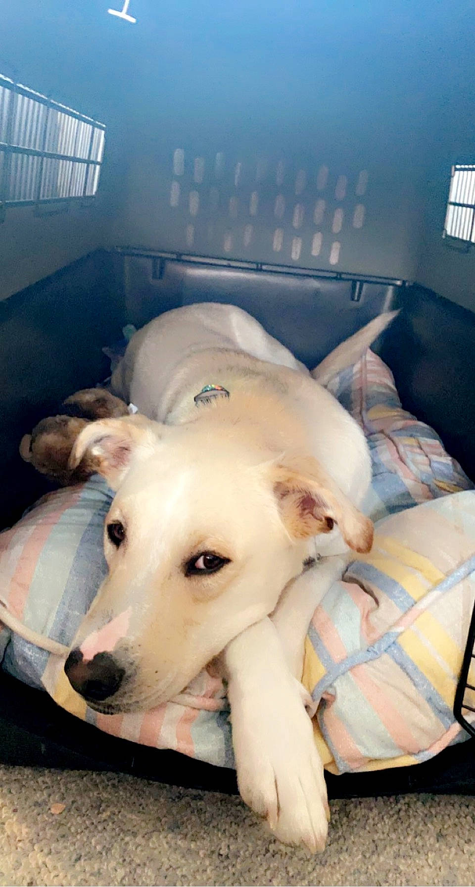 Conway is registered to the contest to win money with this photo: canidae, car_seat, carnivore, comfort, companion_dog, dog, dog_breed, fawn, flooring, fur, jaw, non_sporting_group, snout, sporting_group, terrestrial_animal, window, working_animal, working_dog