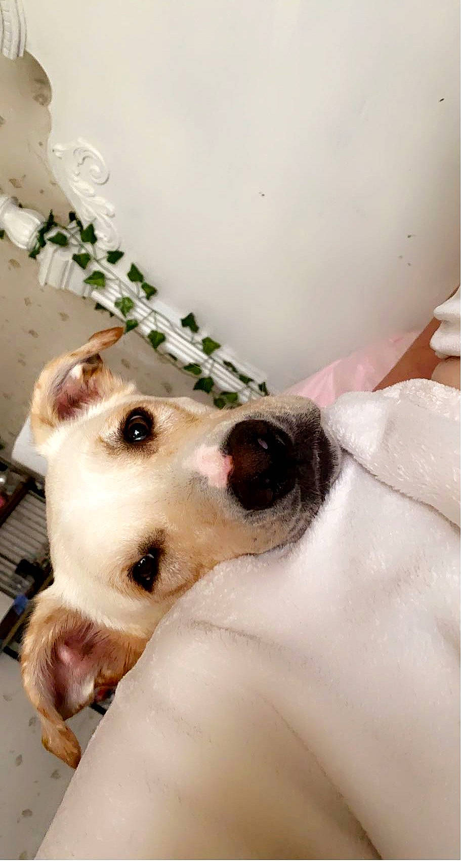 Conway is registered to the contest to win money with this photo: canidae, carnivore, collar, companion_dog, dog, dog_breed, dog_collar, ear, fawn, fur, non_sporting_group, paw, puppy, snout, sporting_group, terrestrial_animal, whiskers, working_animal