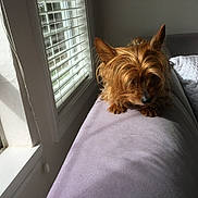 Bella Wadsworth-drake is registered to the contest to win money with this photo: australian_silky_terrier, australian_terrier, cairn_terrier, canidae, carnivore, companion_dog, dog, dog_breed, fawn, mammal, norwich_terrier, room, small_terrier, sporting_group, terrier, toy_dog, window, yorkshire_terrier