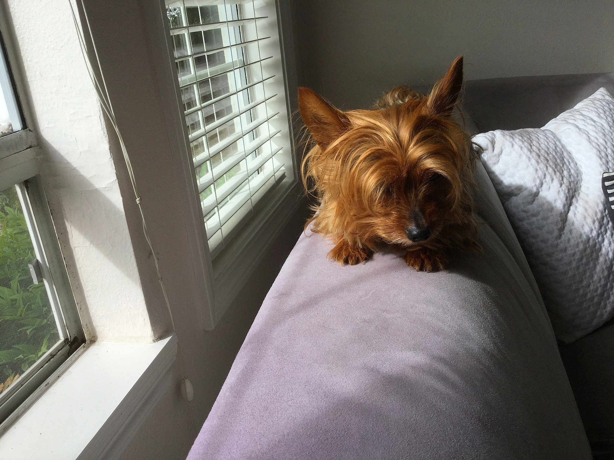 Bella Wadsworth-drake is registered to the contest to win money with this photo: australian_silky_terrier, australian_terrier, cairn_terrier, canidae, carnivore, companion_dog, dog, dog_breed, fawn, mammal, norwich_terrier, room, small_terrier, sporting_group, terrier, toy_dog, window, yorkshire_terrier
