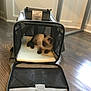 Cleo Wadsworth-drake is registered to the contest to win money with this photo: bag, baggage, beige, canidae, carnivore, cat, diaper_bag, dog_bed, felidae, hand_luggage, luggage_and_bags, product, puppy, suitcase