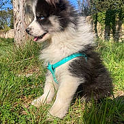 Blue a rejoint le concours — aidez-le/la à gagner de superbes lots ! puppy, dog, blue_eyes, black_and_white, fur, grass, tree_trunk, harness, outdoor, nature, sunlight, greenery, cute, pet, canine, sitting, side_view, daytime, animal, young